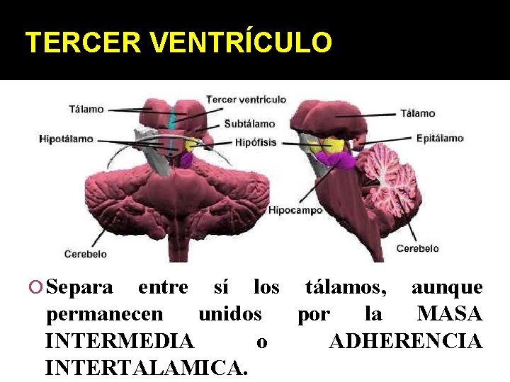 TERCER VENTRÍCULO Separa entre sí los tálamos, aunque permanecen unidos por la MASA INTERMEDIA