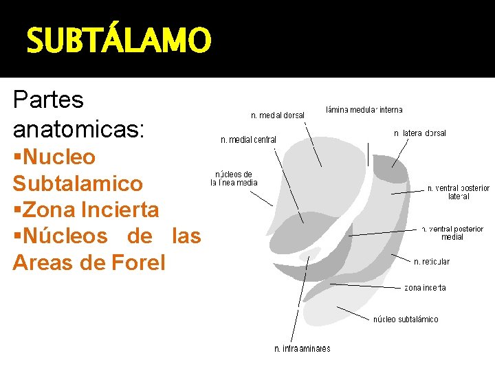 SUBTÁLAMO Partes anatomicas: Nucleo Subtalamico Zona Incierta Núcleos de las Areas de Forel 