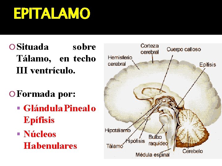 EPITALAMO Situada sobre Tálamo, en techo III ventrículo. Formada por: Glándula Pineal o Epífisis