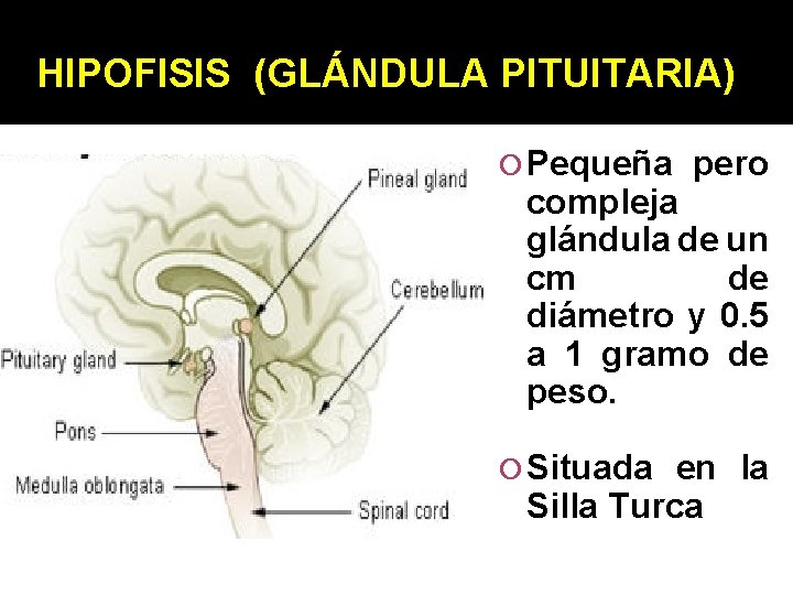 HIPOFISIS (GLÁNDULA PITUITARIA) Pequeña pero compleja glándula de un cm de diámetro y 0.