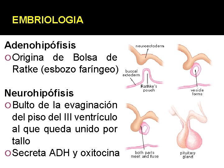 EMBRIOLOGIA Adenohipófisis Origina de Bolsa de Ratke (esbozo faríngeo) Neurohipófisis Bulto de la evaginación