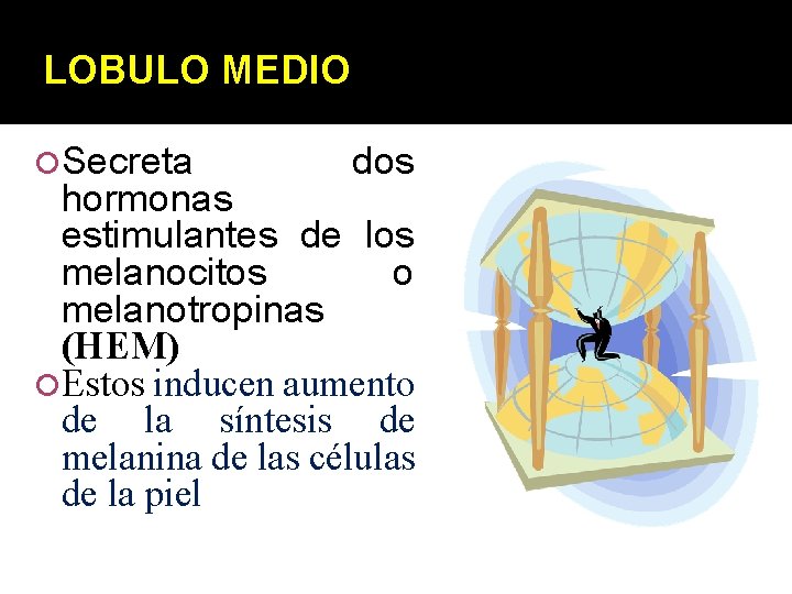 LOBULO MEDIO Secreta dos hormonas estimulantes de los melanocitos o melanotropinas (HEM) Estos inducen