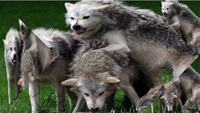 Loup Rival Depuis des sicles le loup a la rputation