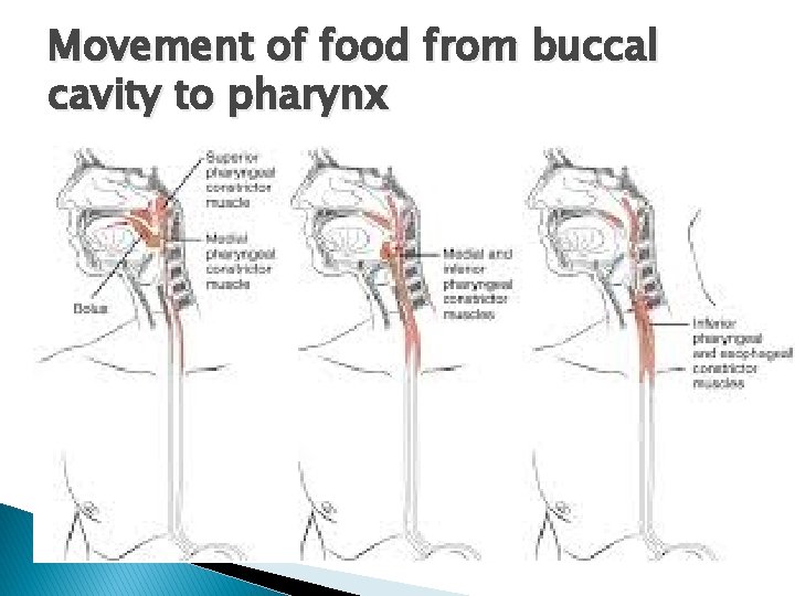 Movement of food from buccal cavity to pharynx 