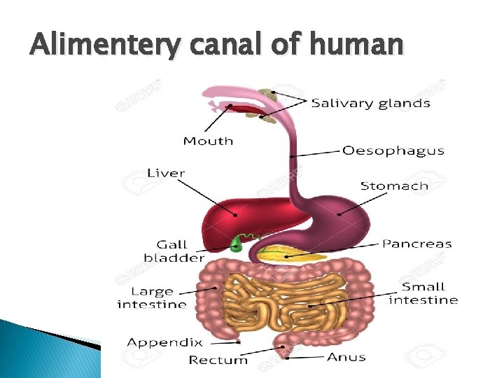 Alimentery canal of human 