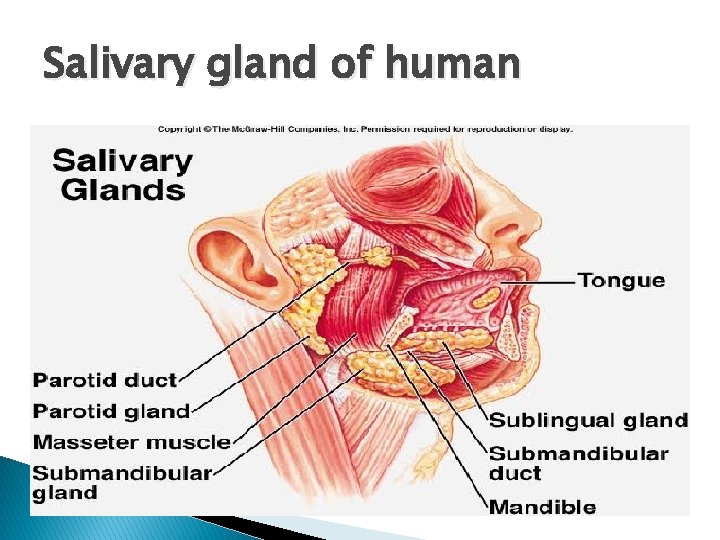 Salivary gland of human 