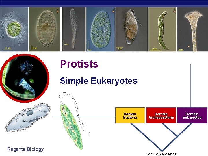 Protists Simple Eukaryotes Domain Bacteria Regents Biology Domain Archaebacteria Domain Eukaryotes 2006 -2007 Common