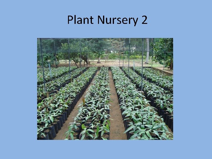 Plant Nursery 2 