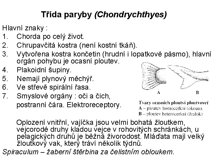 Třída paryby (Chondrychthyes) Hlavní znaky : 1. Chorda po celý život. 2. Chrupavčitá kostra