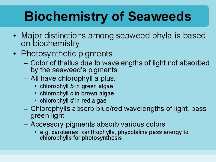 Biochemistry of Seaweeds • Major distinctions among seaweed phyla is based on biochemistry •