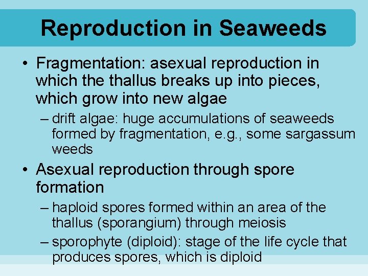 Reproduction in Seaweeds • Fragmentation: asexual reproduction in which the thallus breaks up into