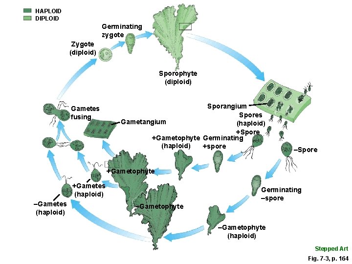 HAPLOID DIPLOID Germinating zygote Zygote (diploid) Sporophyte (diploid) Gametes fusing Sporangium Spores Gametangium (haploid)