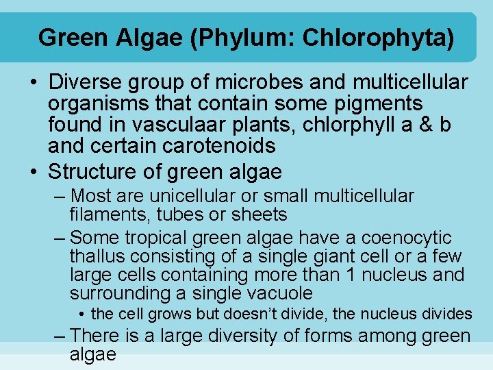 Green Algae (Phylum: Chlorophyta) • Diverse group of microbes and multicellular organisms that contain