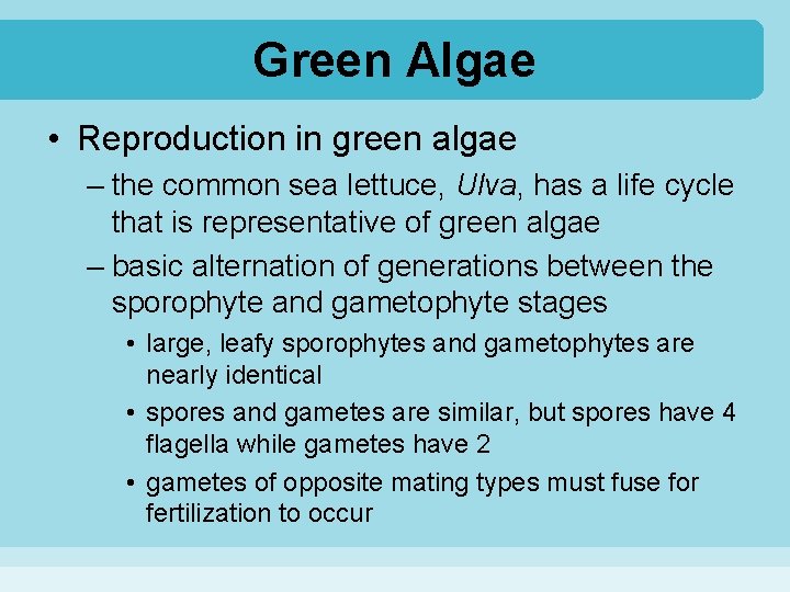 Green Algae • Reproduction in green algae – the common sea lettuce, Ulva, has
