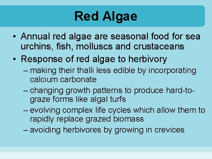 Red Algae • Annual red algae are seasonal food for sea urchins, fish, molluscs
