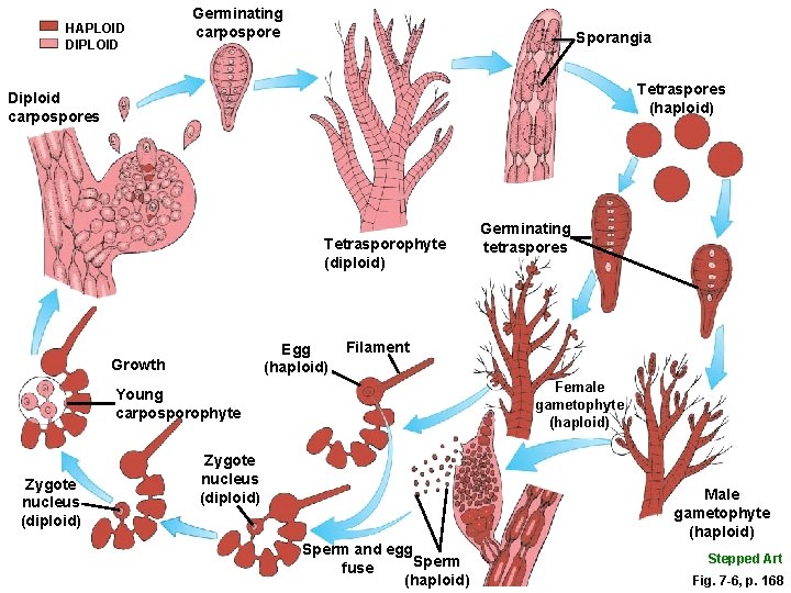 HAPLOID DIPLOID Germinating carpospore Sporangia Tetraspores (haploid) Diploid carpospores Tetrasporophyte (diploid) Egg (haploid) Growth
