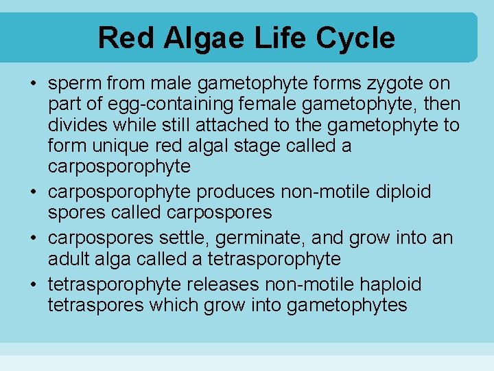 Red Algae Life Cycle • sperm from male gametophyte forms zygote on part of
