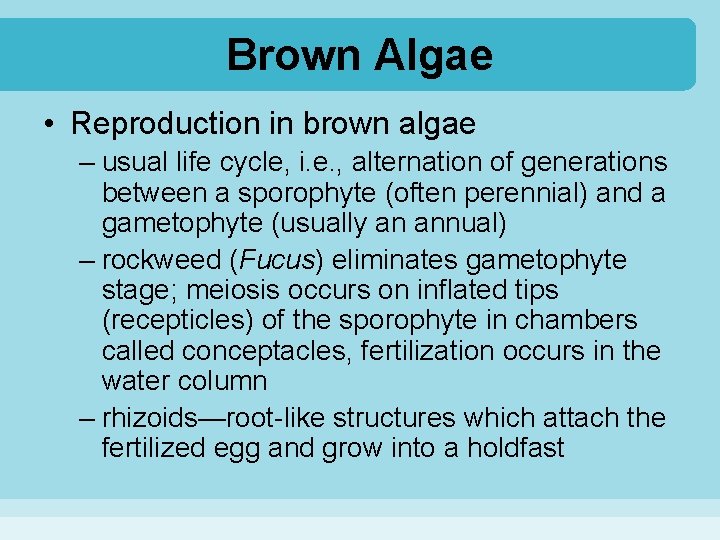 Brown Algae • Reproduction in brown algae – usual life cycle, i. e. ,