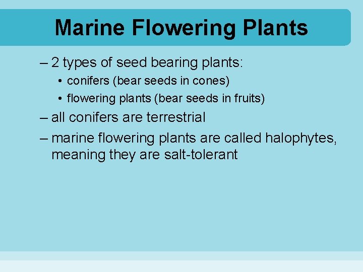 Marine Flowering Plants – 2 types of seed bearing plants: • conifers (bear seeds