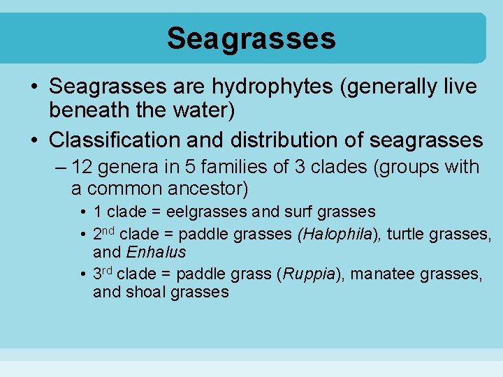 Seagrasses • Seagrasses are hydrophytes (generally live beneath the water) • Classification and distribution