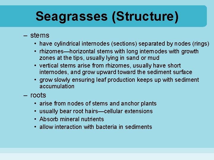 Seagrasses (Structure) – stems • have cylindrical internodes (sections) separated by nodes (rings) •