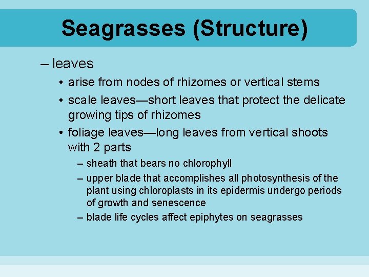 Seagrasses (Structure) – leaves • arise from nodes of rhizomes or vertical stems •