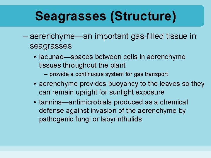 Seagrasses (Structure) – aerenchyme—an important gas-filled tissue in seagrasses • lacunae—spaces between cells in