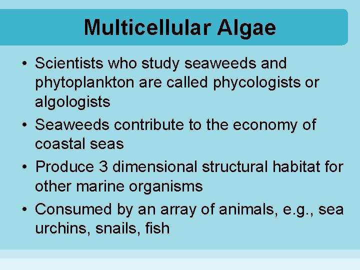 Multicellular Algae • Scientists who study seaweeds and phytoplankton are called phycologists or algologists