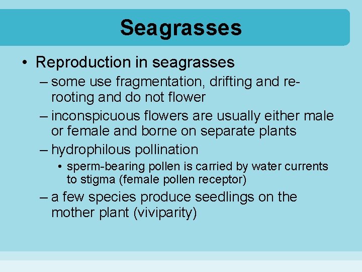 Seagrasses • Reproduction in seagrasses – some use fragmentation, drifting and rerooting and do