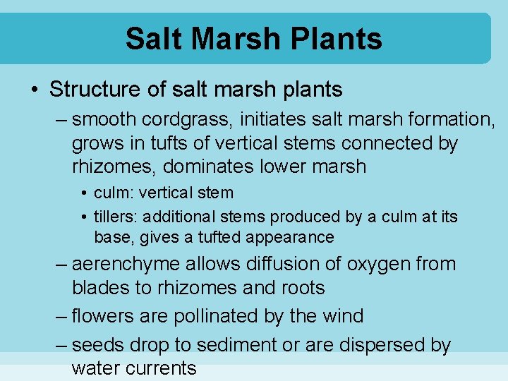 Salt Marsh Plants • Structure of salt marsh plants – smooth cordgrass, initiates salt