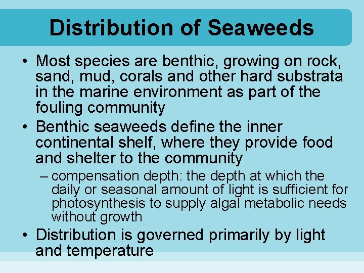 Distribution of Seaweeds • Most species are benthic, growing on rock, sand, mud, corals