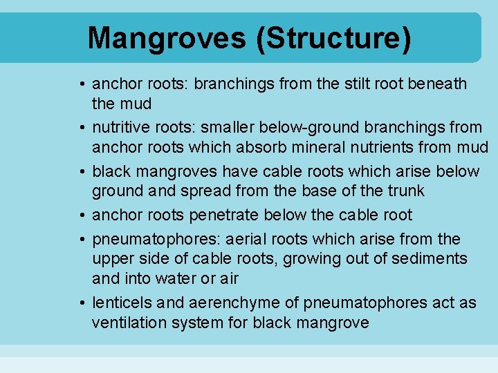 Mangroves (Structure) • anchor roots: branchings from the stilt root beneath the mud •