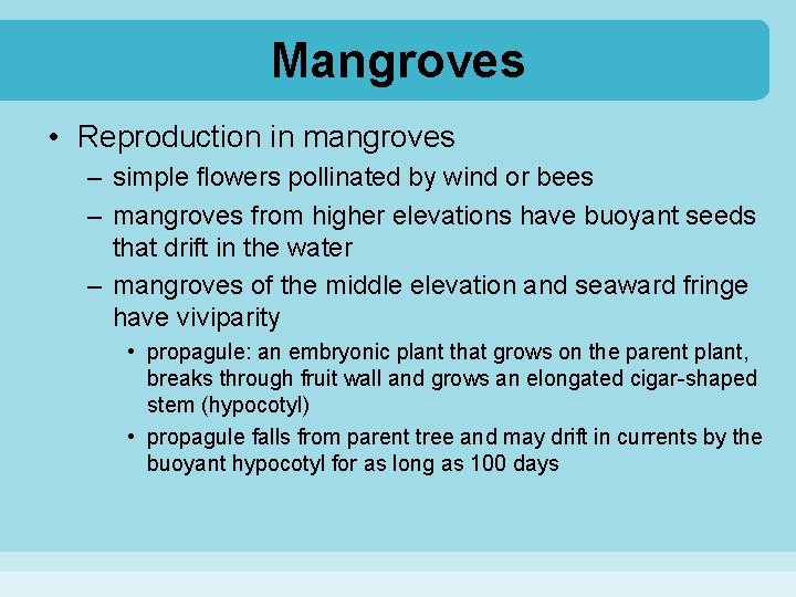 Mangroves • Reproduction in mangroves – simple flowers pollinated by wind or bees –