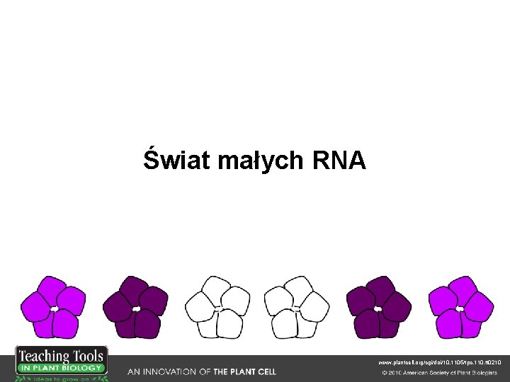 Świat małych RNA www. plantcell. org/cgi/doi/10. 1105/tpc. 110. tt 0210 