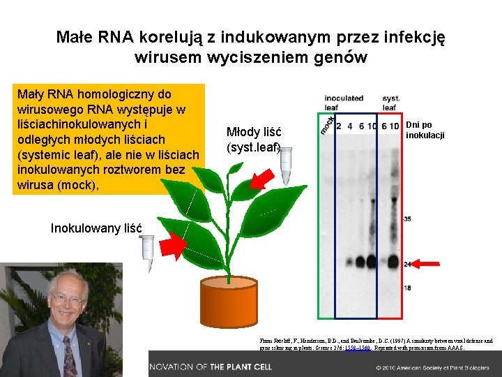 Małe RNA korelują z indukowanym przez infekcję wirusem wyciszeniem genów Mały RNA homologiczny do