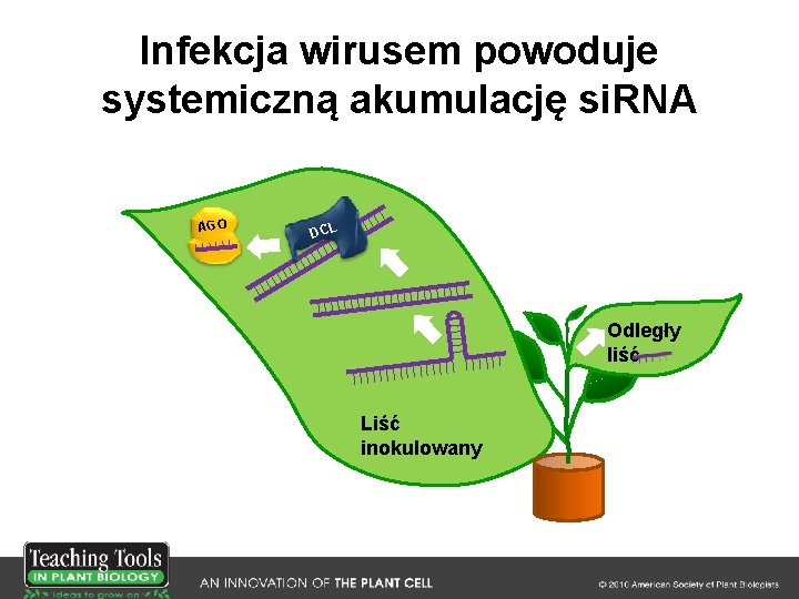 Infekcja wirusem powoduje systemiczną akumulację si. RNA AGO DCL Odległy liść Liść inokulowany 