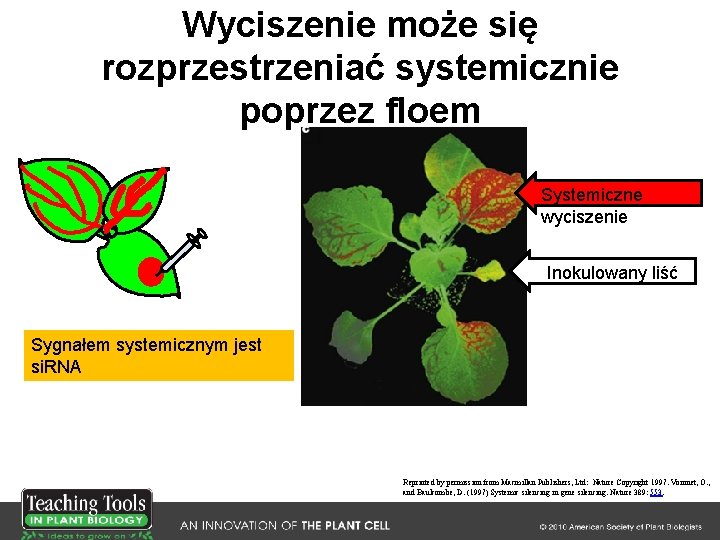 Wyciszenie może się rozprzestrzeniać systemicznie poprzez floem Systemiczne wyciszenie Inokulowany liść Sygnałem systemicznym jest