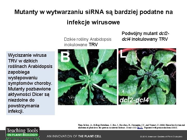 Mutanty w wytwarzaniu si. RNA są bardziej podatne na infekcje wirusowe Dzikie rośliny Arabidopsis