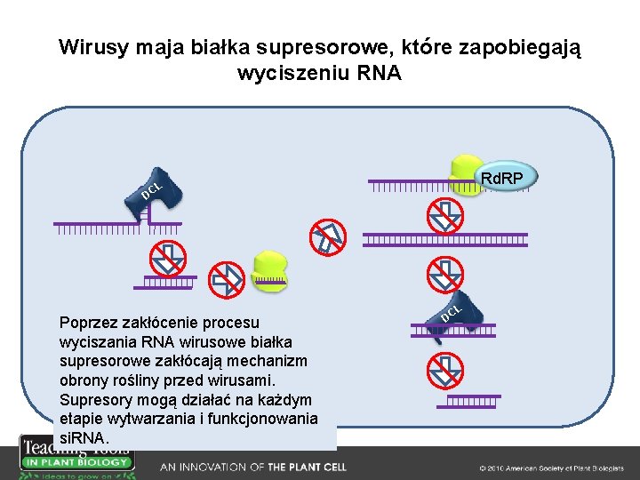 Wirusy maja białka supresorowe, które zapobiegają wyciszeniu RNA Rd. RP L DC Poprzez zakłócenie