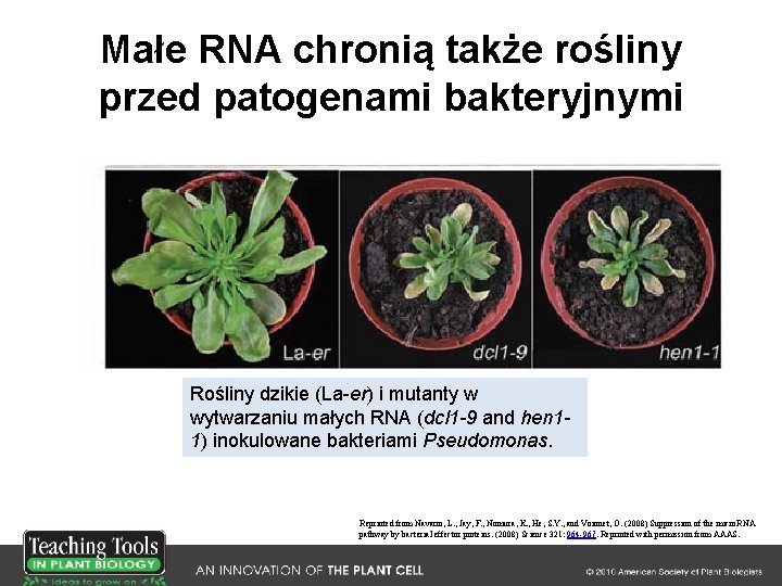 Małe RNA chronią także rośliny przed patogenami bakteryjnymi Rośliny dzikie (La-er) i mutanty w