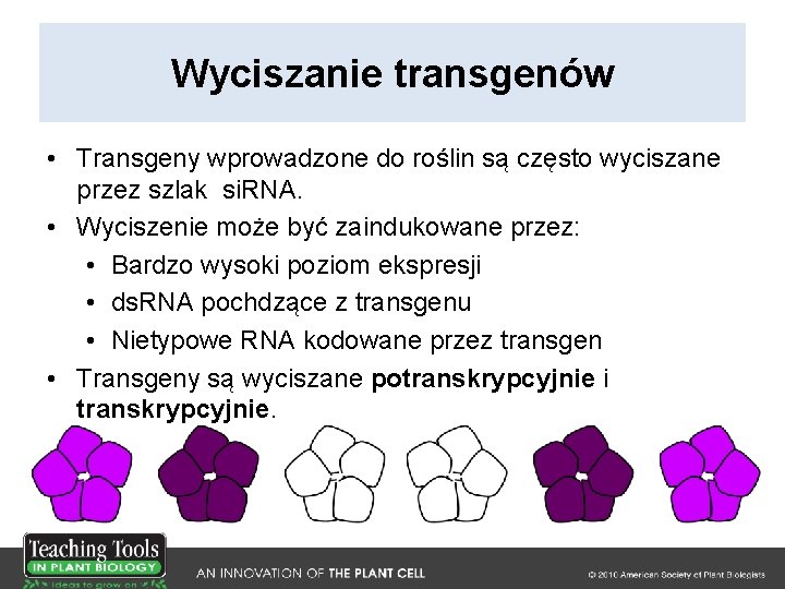 Wyciszanie transgenów • Transgeny wprowadzone do roślin są często wyciszane przez szlak si. RNA.