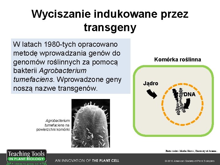 Wyciszanie indukowane przez transgeny W latach 1980 -tych opracowano metodę wprowadzania genów do genomów