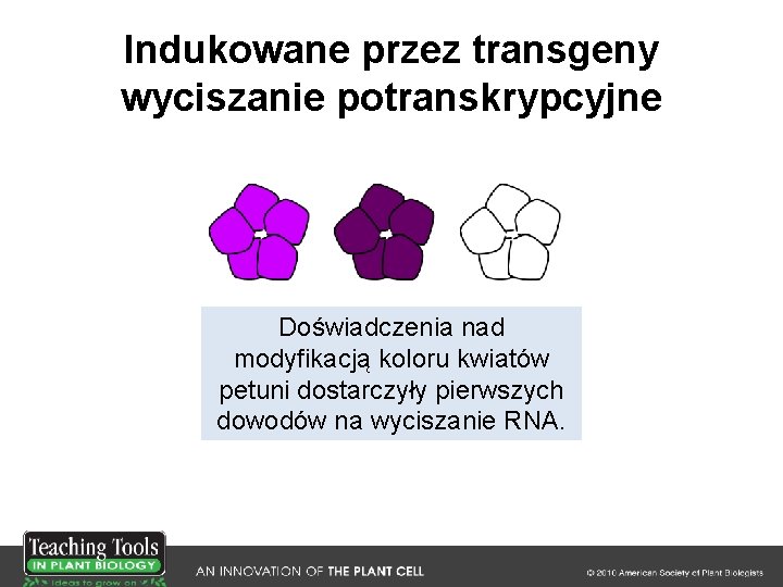 Indukowane przez transgeny wyciszanie potranskrypcyjne Doświadczenia nad modyfikacją koloru kwiatów petuni dostarczyły pierwszych dowodów