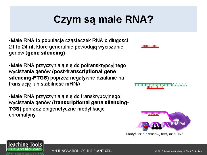 Czym są małe RNA? • Małe RNA to populacja cząsteczek RNA o długości 21