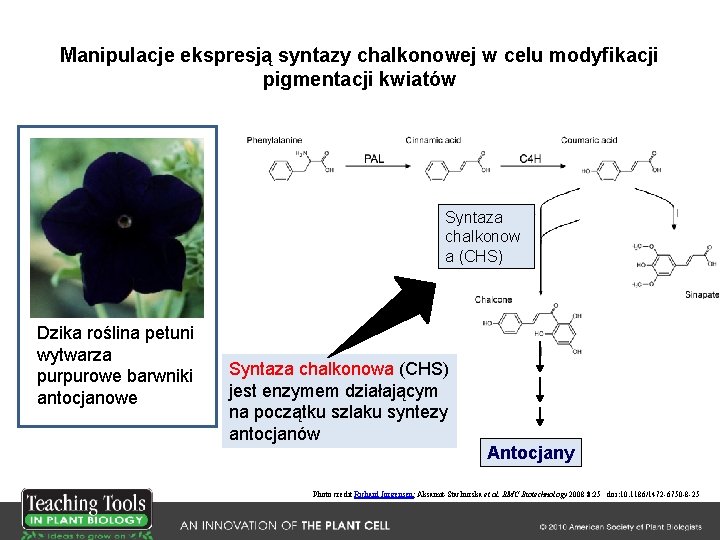 Manipulacje ekspresją syntazy chalkonowej w celu modyfikacji pigmentacji kwiatów Syntaza chalkonow a (CHS) Dzika