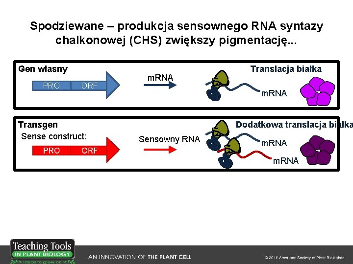 Spodziewane – produkcja sensownego RNA syntazy chalkonowej (CHS) zwiększy pigmentację. . . Gen własny