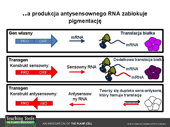 . . a produkcja antysensownego RNA zablokuje pigmentację Gen wlasny PRO ORF Transgen Konstrukt