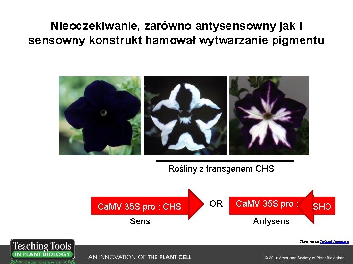 Nieoczekiwanie, zarówno antysensowny jak i sensowny konstrukt hamował wytwarzanie pigmentu Rośliny z transgenem CHS