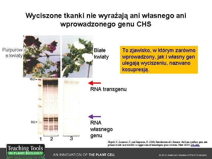 Wyciszone tkanki nie wyrażają ani własnego ani wprowadzonego genu CHS Purpurow e kwiaty Białe