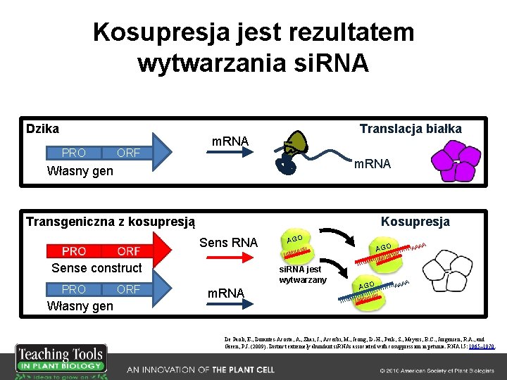 Kosupresja jest rezultatem wytwarzania si. RNA Dzika PRO ORF Translacja białka m. RNA Własny